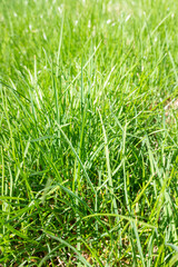 Fresh green grass background close up