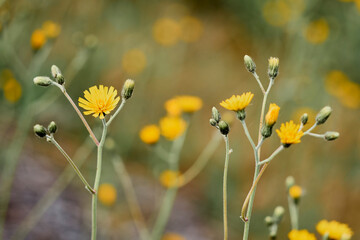 Fototapeta premium slope of yellow flowers - hieracium