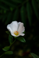 Portulaca grandiflora flower blooming on roadside land