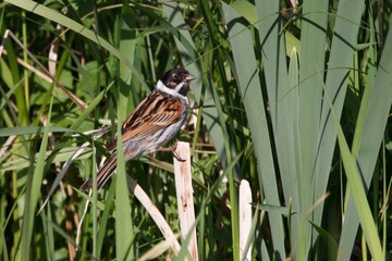 Male Reed Bunting in the reeds.