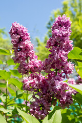 bright lilac flowers in spring against the sky