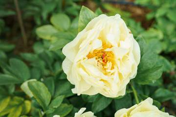 Blooming lemon yellow Peony Flower On Blurred Natural Green Background. Pion. Spring, summer concept. Close up photo