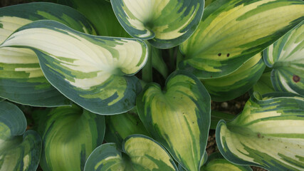 hosta