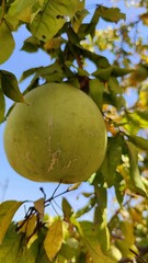 Bael fruit tree with big size fruits in its natural environment.