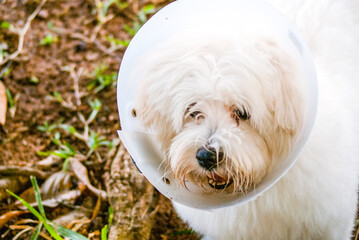 White dog with Elizabethan collar