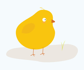   cut baby  yellow chicken on isolated background.