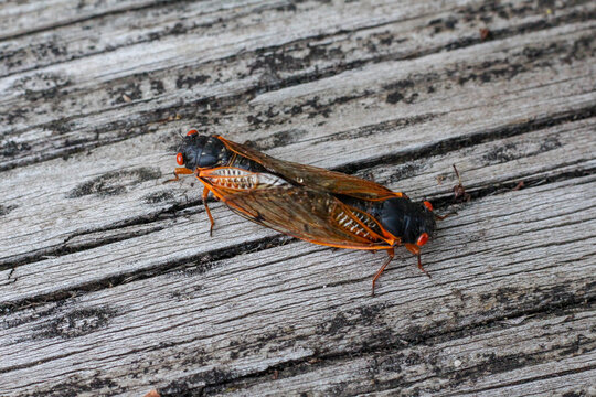 Mating Cicada - Brood X