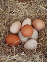 eggs in the nest