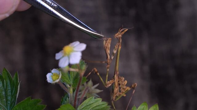 Hand holding tweezers with a bug  feeding a Conehead Mantis in a breeding facility.