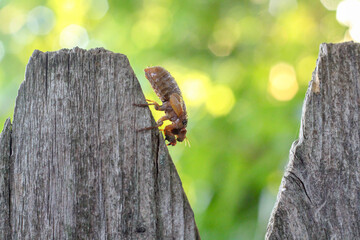Cicada Nymph insects - Brood X