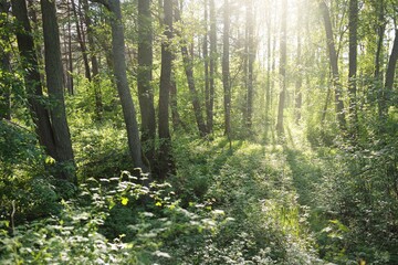 Panoramic view of a green deciduous forest park on a sunny day. Mighty trees, plants, moss. Soft...