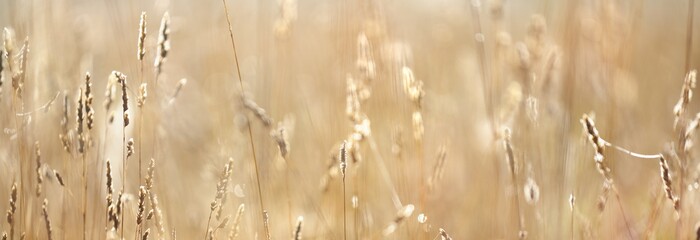 Country field in a fog at sunrise. Plants close-up. Soft sunlight, golden hour. Idyllic rural scene. Texture, background, wallpaper. Panoramic image, copy space, graphic resources. Nature, environment