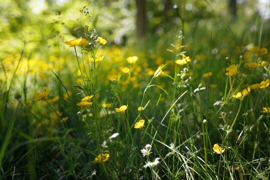 Green lawn with blooming yellow wildflowers (Ranunculus polyanthemos) on a clear sunny day. Spring, summer beginning. Forest, public park. Soft sunlight, sunbeams. Nature, botany, environment, ecology
