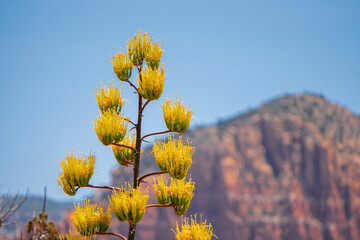 Agave blossoms in Sedona