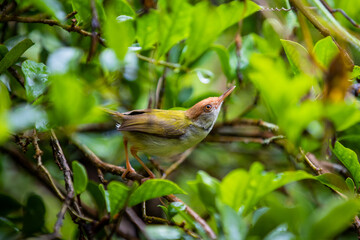 robin on a branch