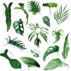 Tropical leaves of different shapes watercolor set. Template for decorating designs and illustrations.