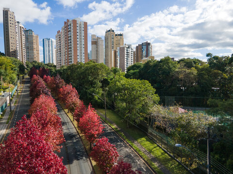 A rua  Deputado Heitor Alencar Furtado no bairro Mossunguê tembém chamado de Ecoville, no outono fica com as árvores todas vermelhas. Curitiba, Paraná, Brasil.