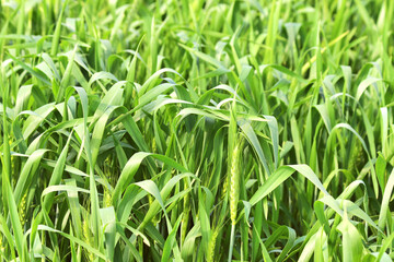Obraz premium Wheat Crops in western India.