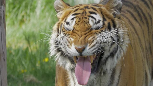 Angry Bengal tiger roars straight at the camera. - Handheld Slow motion close up