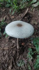 mushrooms in the forest