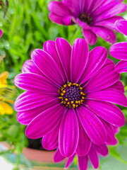 Fototapeta premium Bornholmer Margerite