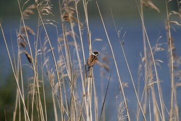 Male Reed Bunting in the long grass