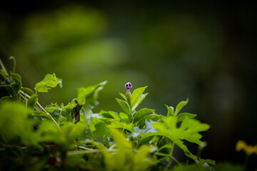 leaves in the forest