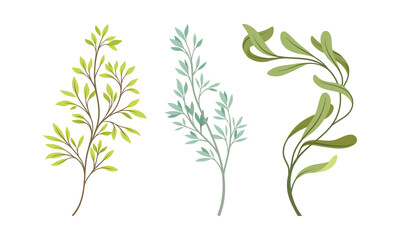 Fototapeta na wymiar Sprigs and Twiglets with Green Leaves as Botanical Foliage Vector Set