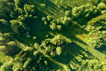 AERIAL VIEW: panorama of wild forest meadow in spring. bright green glade in the mountain taiga with fir