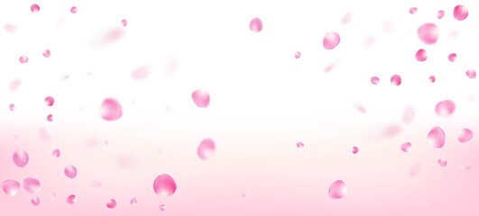 Rose Petals Falling Confetti. Flying Japanese Cherry Sakura Rose