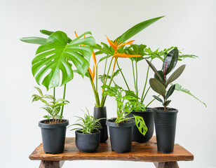 Various house plants in modern stylish container on wooden bench in white room,natural air purify with flower Monstera,philodendron selloum, Aroid palm,Zamioculcas zamifolia,Ficus Lyrata