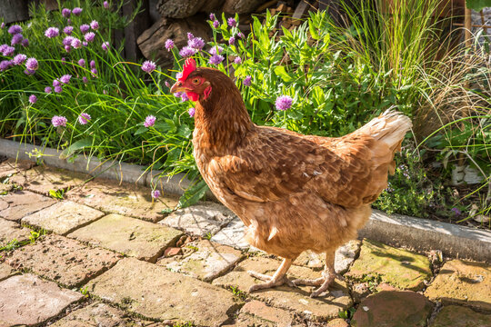 the hen walks through the garden