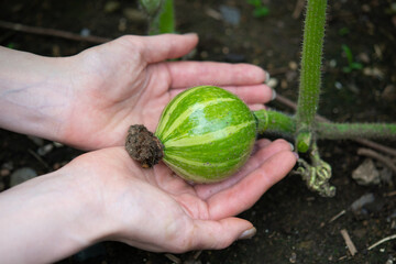 受粉して実がついたカボチャ