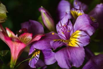 Natural background in blurred dark tones in banner format Alstroemeria flowers selective focus