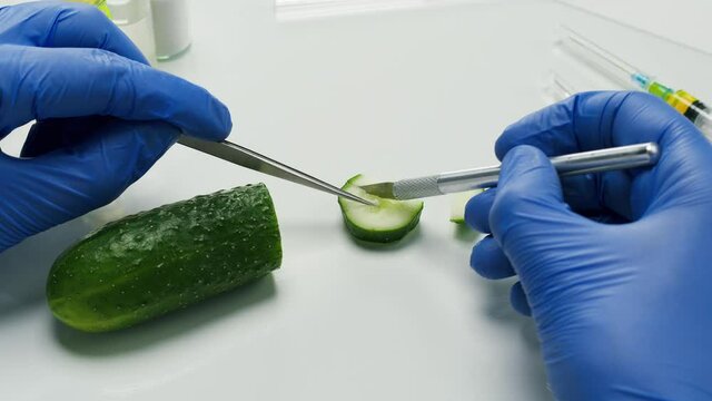Medical scientist specialist cutting cucumber with scalpel and looking with magnifying glass in food laboratory. Genetic Modifications of Product. Microbiologist analyzing half-cut lab-grown cucumber.
