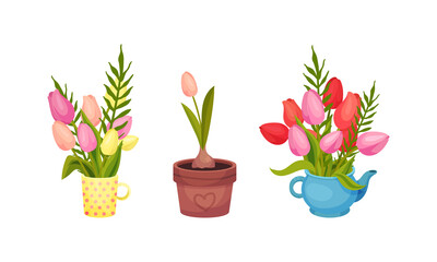 Tulip Flowers Growing in Flowerpot on Garden Bed Vector Set