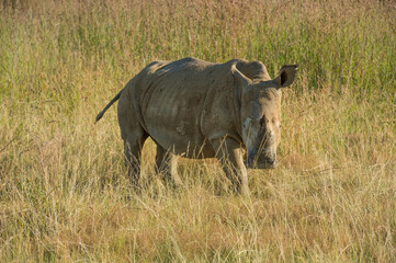 Rhino or Rhinoceros, walking to right in late afternoon sun,  surrounded by dry grass