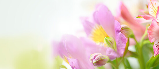Natural background in a blur of light tones in the format of a banner flowers Alstroemeria