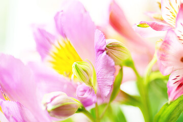 Naklejka premium Natural background in a blur of light tones in the format of a banner flowers Alstroemeria