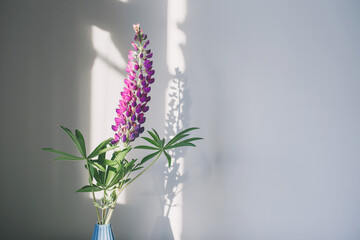 Purple lupine flower in a blue vase on a white background, light and shadow.