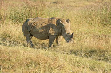 Rhino or Rhinoceros, walking to right in late afternoon sun,  surrounded by dry grass and horn clearly visible