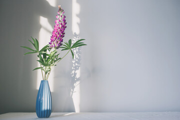 Purple lupine flower in a blue vase on a white background, light and shadow.