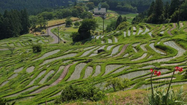 初夏の丸山千枚田（三重県熊野市紀和町）