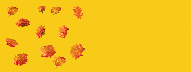 fresh orange and yellow illuminating roses on the summer yellow  background. abstract art. creative decoration minimal background idea with copy space