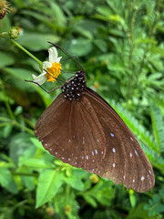 butterfly on a flower
