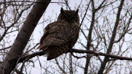 owl on a branch
