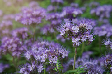 Blue phacelia flower in bloom close-up. Blurry sunny background. Annual pollinator friendly plant. Cover soil crop. Flower for bees. Green manure.