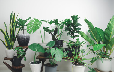 Green leaves houseplants in different designed flowerpots set on wooden bench in white living room interior.