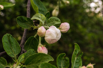 Obraz na płótnie Canvas Beautiful wild apple flower bud in spring day