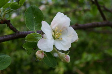Obraz premium Beautiful apple flower in spring day